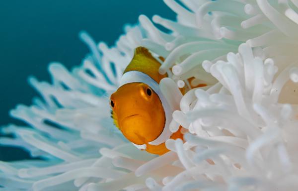 Losing Nemo: In the Red Sea, clownfish…