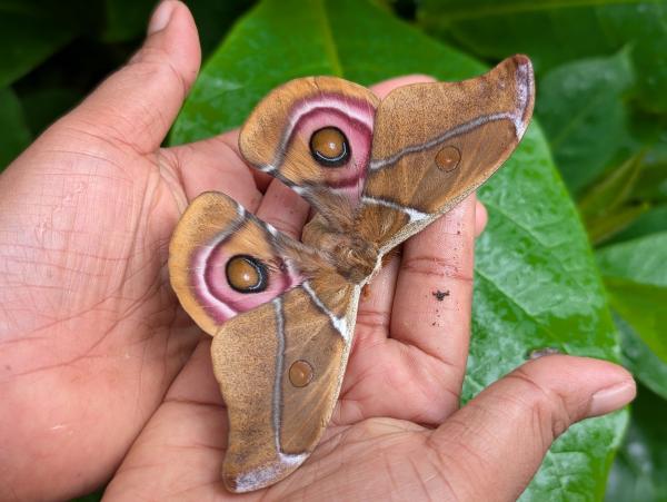 photo of How silk caterpillars became a tool for conservation in Madagascar image
