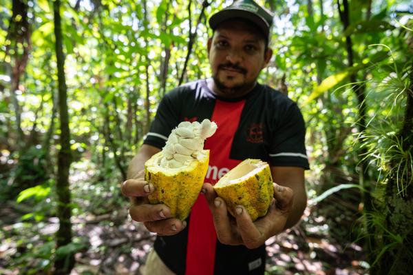 Amazon floodplains cocoa offers a&hellip;