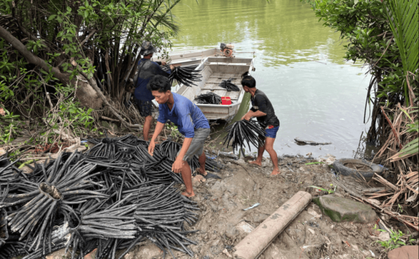 Artificial mangrove roots offer a&hellip;