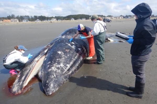 Malnourished Gray Whales of the Eastern&hellip;