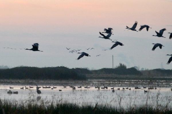 California Rice Fields Offer Threatened…