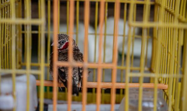 More than a million live birds imported&hellip;