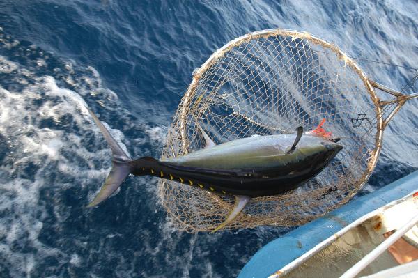 Indian Ocean tuna regulator eases&hellip;