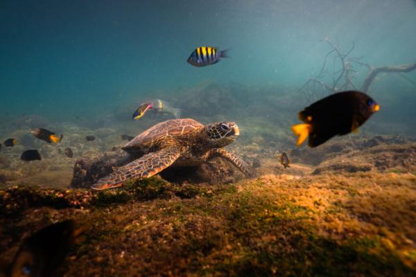At UN Ocean Conference, Nations and…