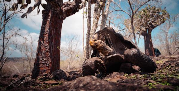 Giant tortoises return to Galápagos&hellip;
