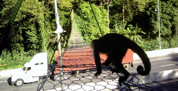Costa Rica to require wildlife crossings…