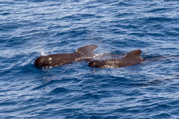 PFAS ‘forever chemicals’ are falling&hellip;