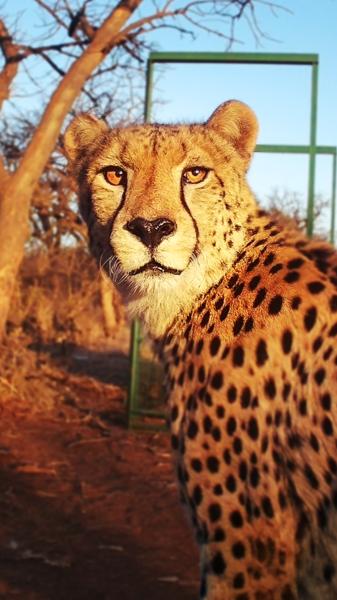 This is a South African cheetah, and&hellip;