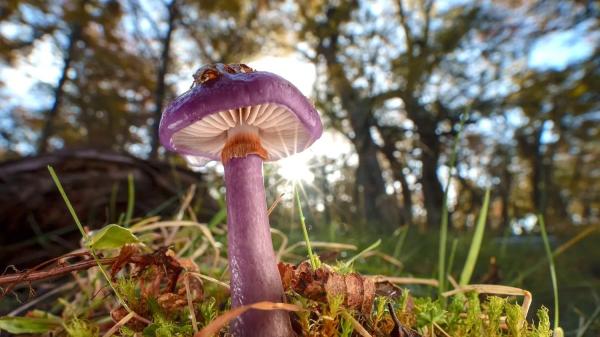 Long overlooked as crucial to life, fungi start to get their…