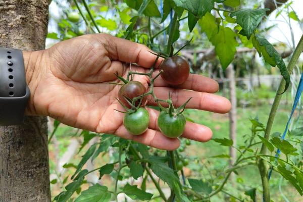 India’s forgotten vegetables offer a&hellip;