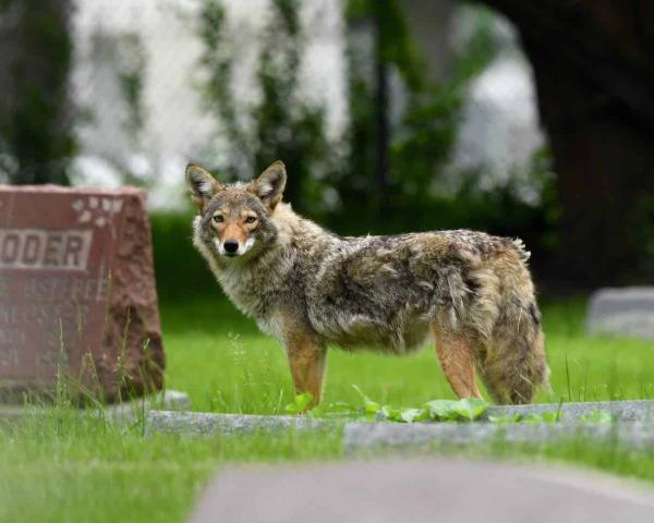 Coexisting with America’s growing&hellip;