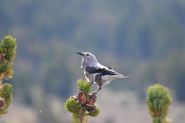 Warmer climate could slash threatened…