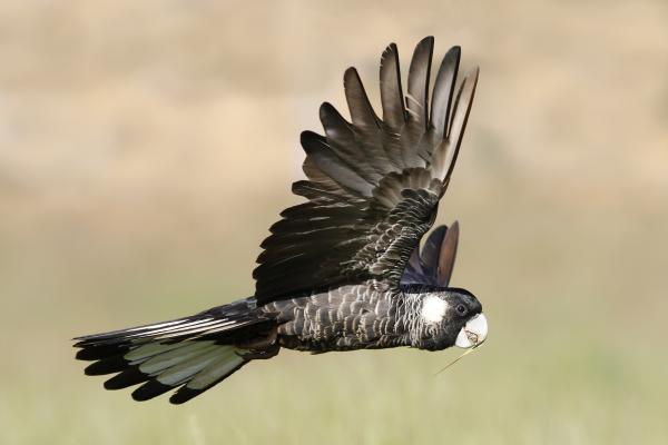 Black cockatoo species caught in the&hellip;