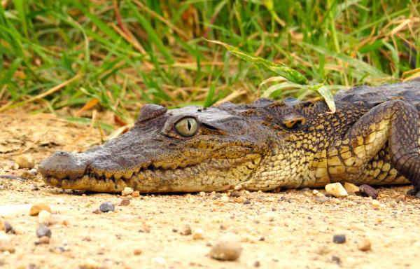 Aztec methods and crocodiles: How&hellip;