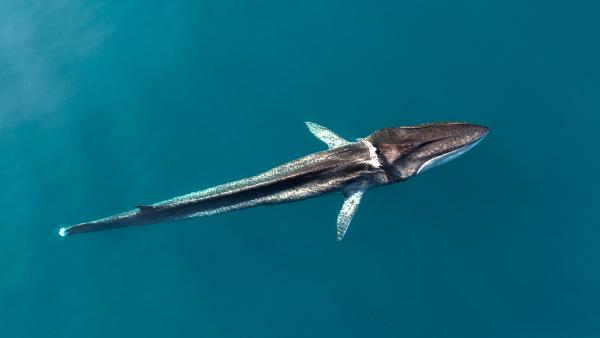 Can we stop ships from killing the Mediterranean’s last&hellip;