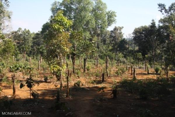 Coffee agroforestry promises a path to…