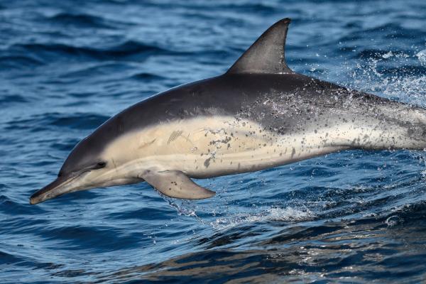 H5N1 bird flu jumps to marine mammals&hellip;