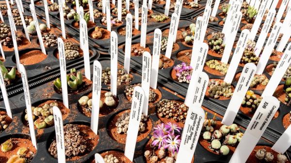 photo of A Craze for Tiny Plants Is Driving a Poaching Crisis in South Africa image