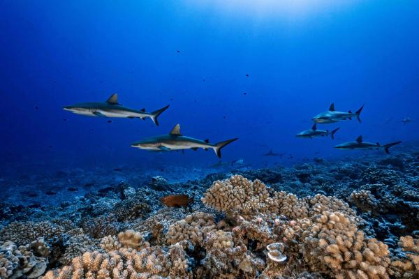 French Polynesia expands ocean&hellip;
