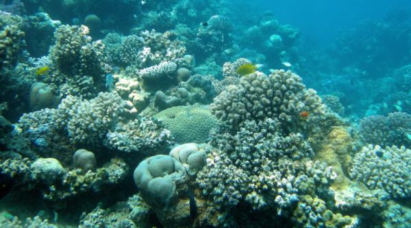 Can Coral Reefs Be Resuscitated?&hellip;