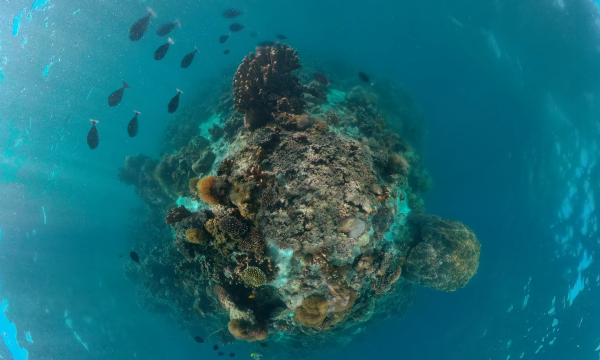 Coral reefs and seagrass get new…