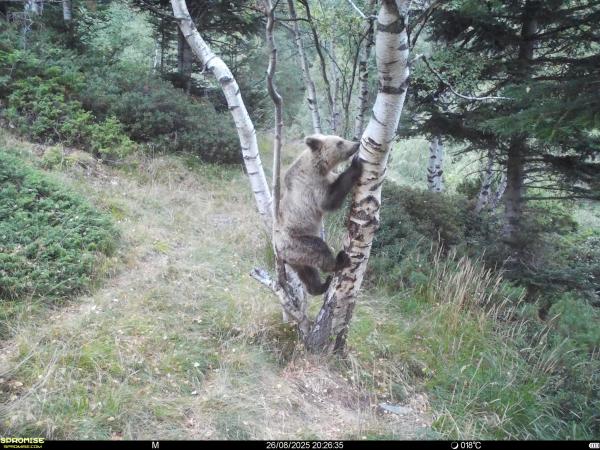 Pyrenees brown bear population climbs to&hellip;
