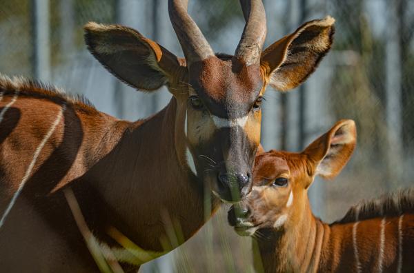 Kenya to receive 4 mountain bongos from&hellip;
