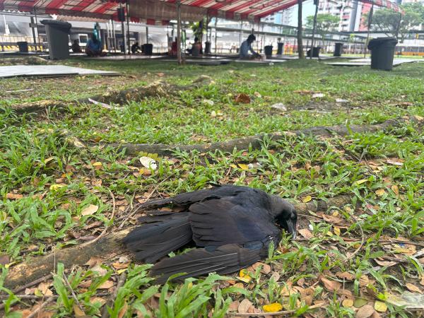 Singapore made a crow-friendly city. Now&hellip;