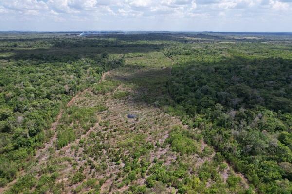 Local forest governance helps jaguars…