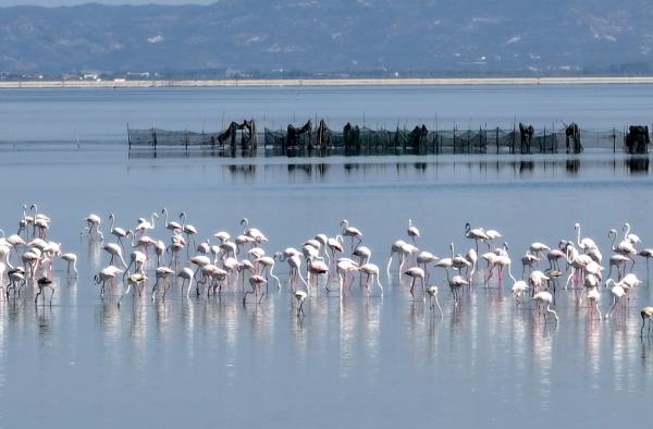 ‘Flamingo Revolution’ aims to stop&hellip;