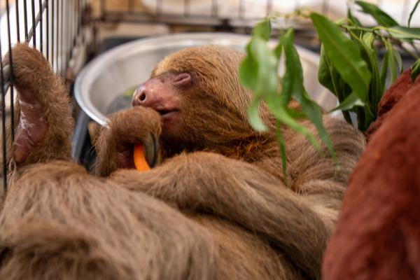 Florida Opens Criminal Probe Into Sloth&hellip;