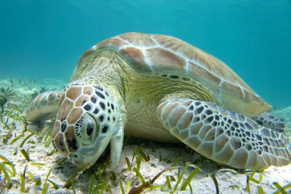 photo of After Decades of Protections, Green Sea Turtles Have Been Saved From Extinction—For Now image
