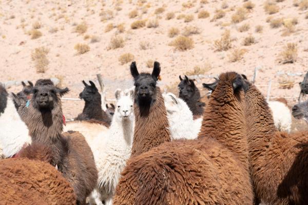 Voices from the land: Lithium mining may…