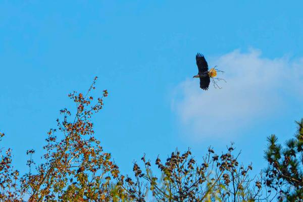 War on Eagles? In Auburn, Federal…