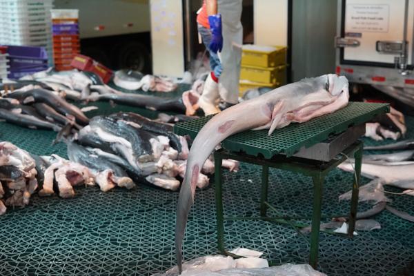 photo of Mongabay shark meat investigation wins national journalism award in Brazil image