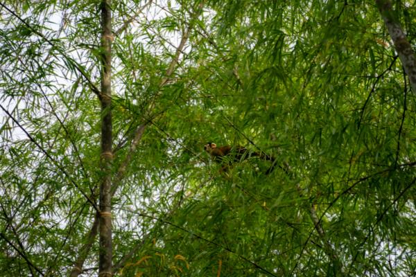 Peru bets on bamboo to restore nature in&hellip;