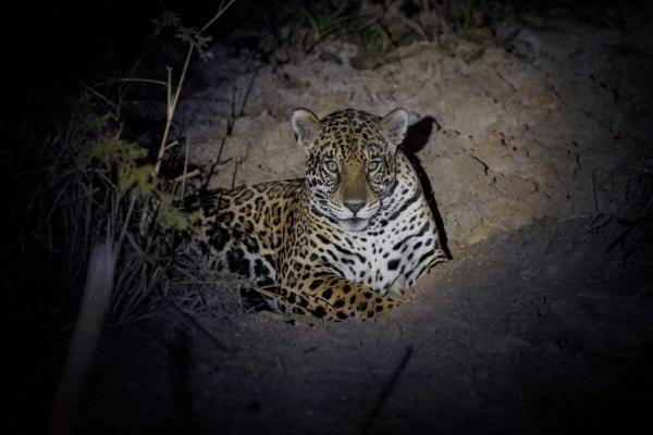 To save jaguars from extinction,…