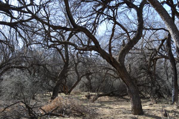 Copper Mines Close in on Western Apache…