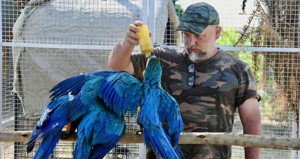Blue-and-yellow macaws return to São…