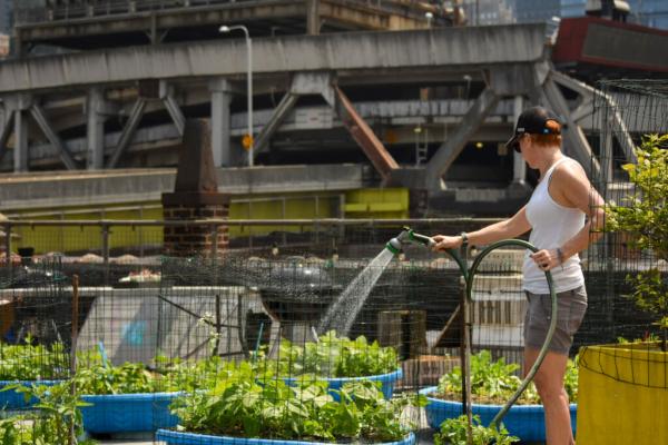 photo of A New York Rooftop Blossoms with Lessons About Food Literacy image