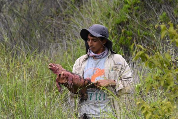 How to smuggle a wild Galápagos iguana?…