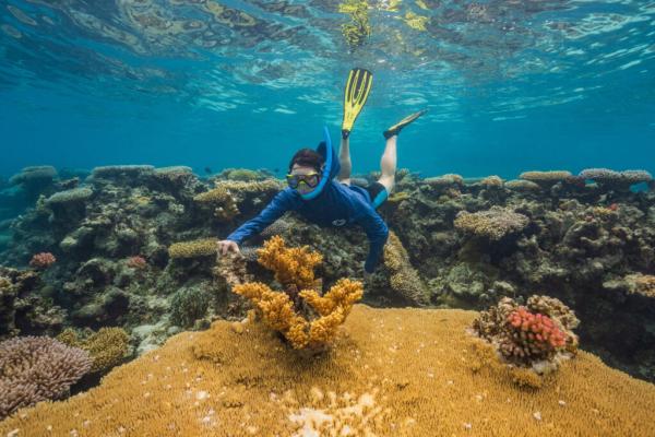 As Global Warming Threatens Corals…