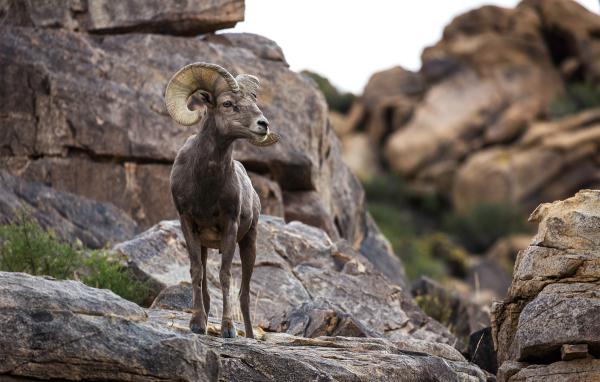 California solar project threatens Mojave wildlife corridor,…