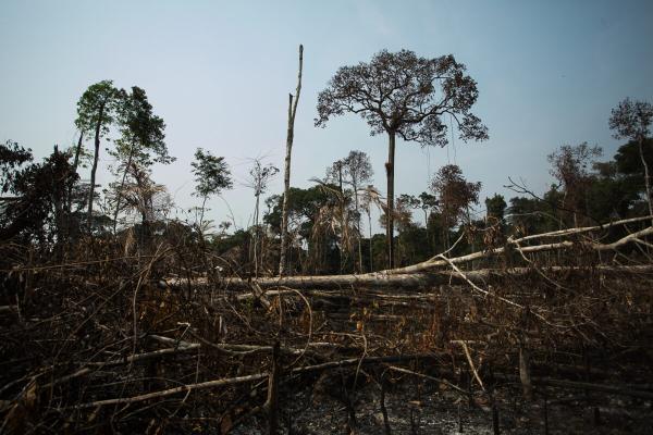 Amazon deforestation spikes as Brazil…