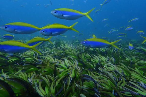 photo of From Kenya to Madagascar, massive effort aims to put seagrasses on the map image