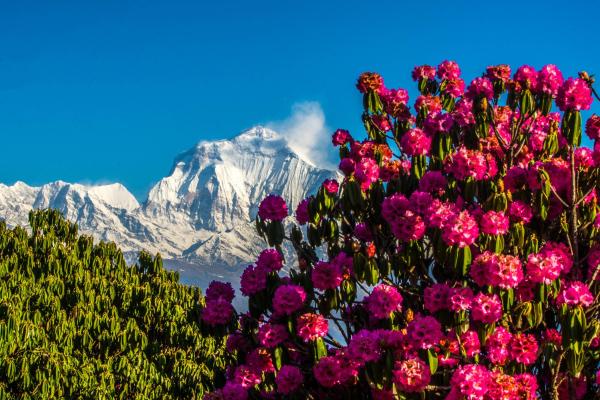 Nepal’s rhododendron tourism sparks&hellip;