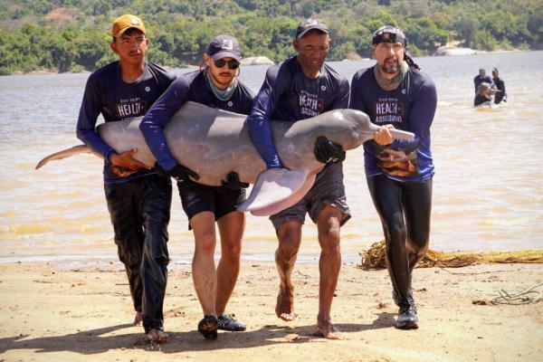 photo of One Man’s Quest to Protect Pink River Dolphins in Colombia image