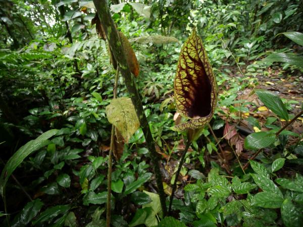 Extinction—or just unseen? What…