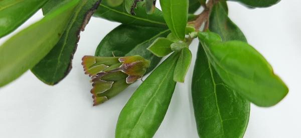 Citizen science rediscovers rare South&hellip;